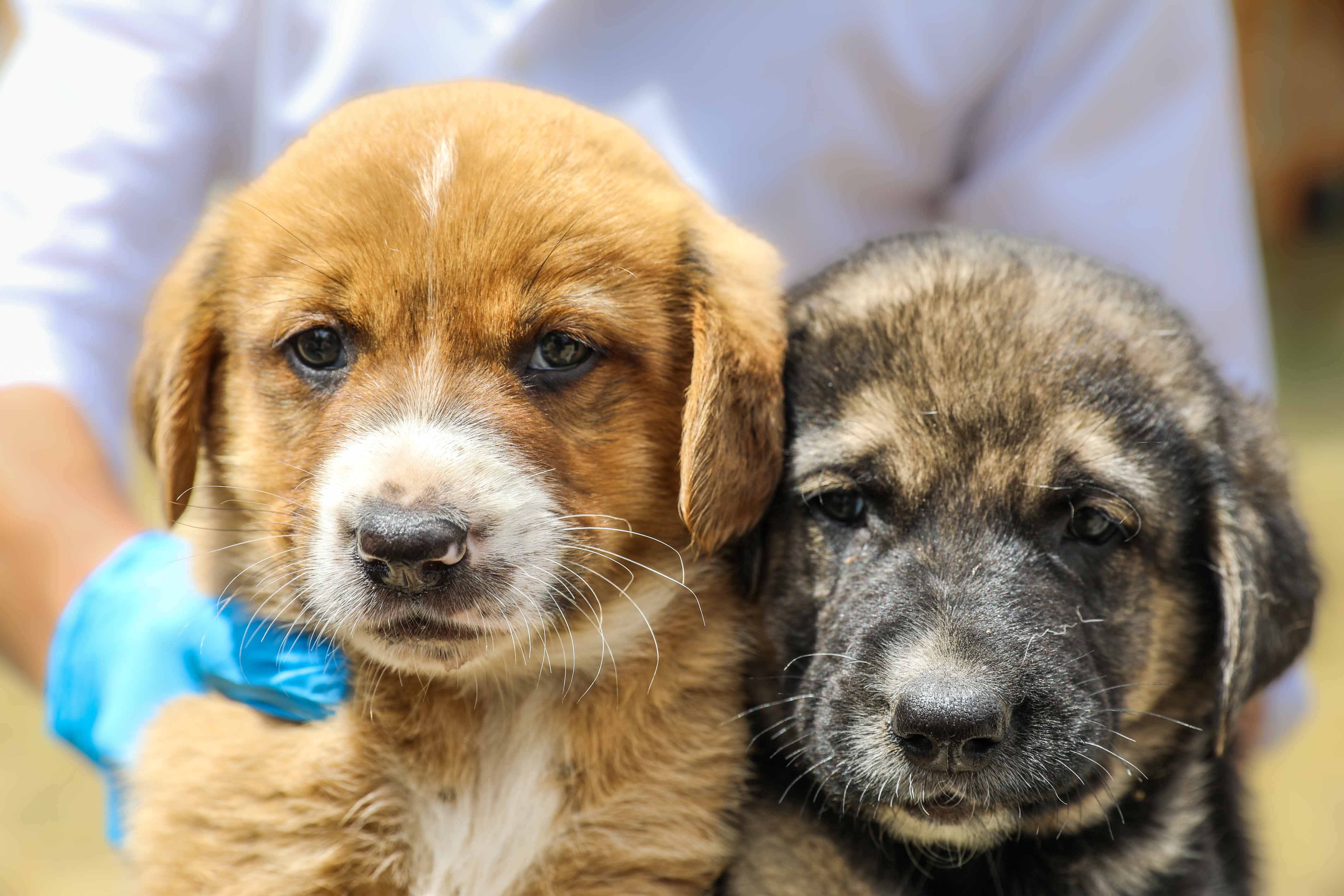 Buca Belediyesi’nden dikkat çeken sahiplendirme kampanyası