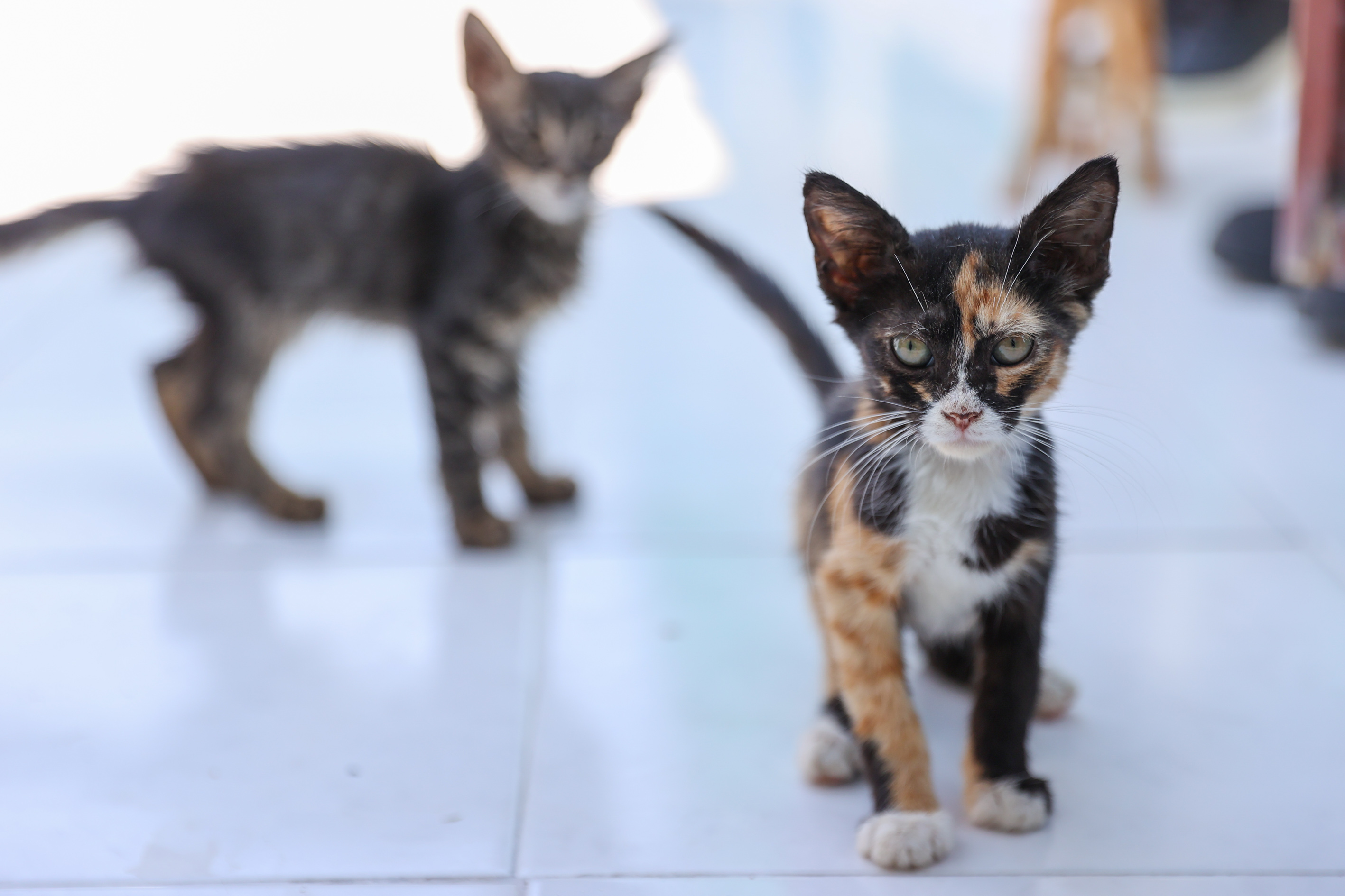 Buca'da 212 Patili Dost Daha Yeni Ailesine Vavuştu