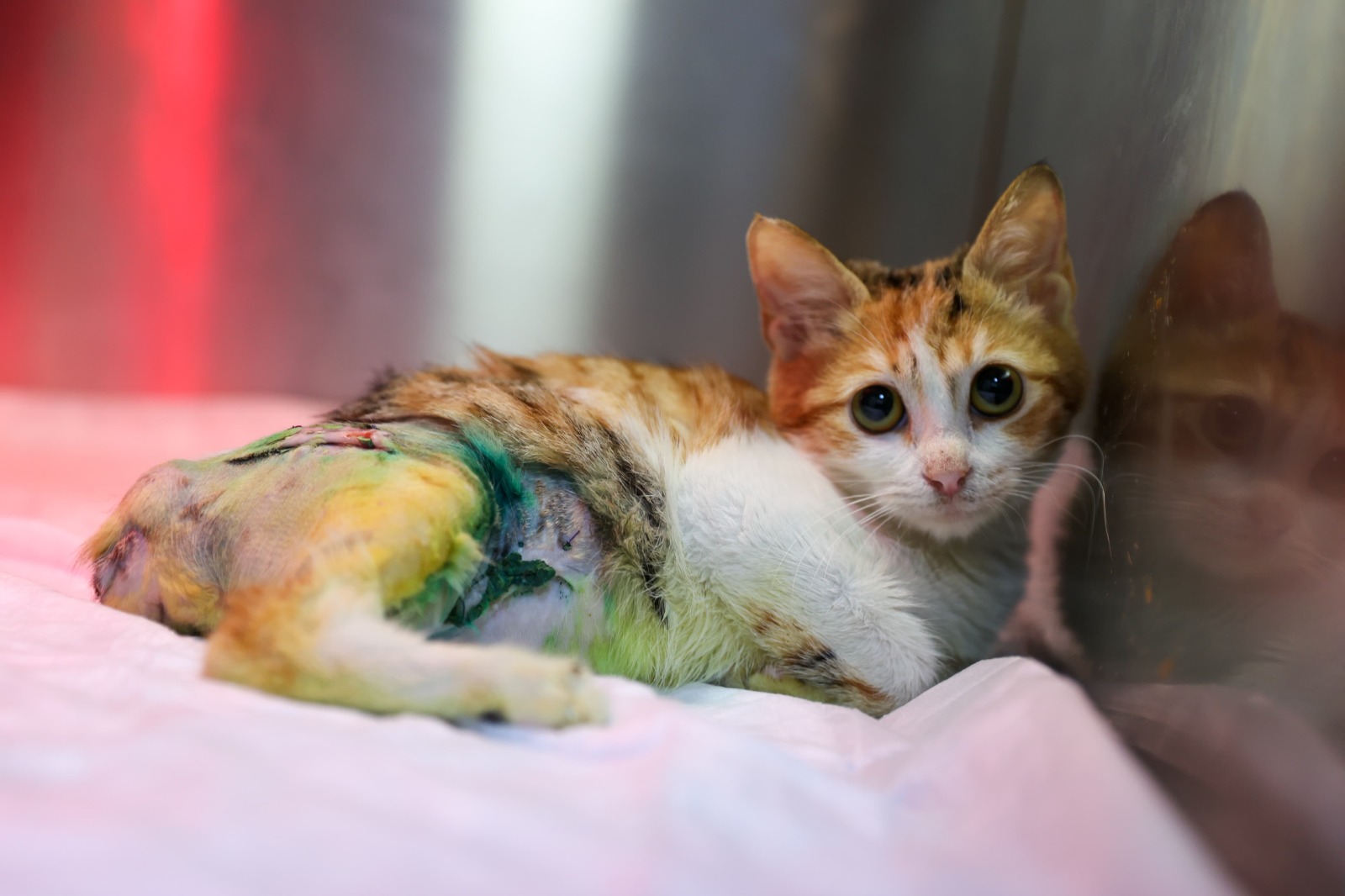 Ağır Yaralarına Rağmen Yaşama Tutundu, Adı “Azim” Oldu